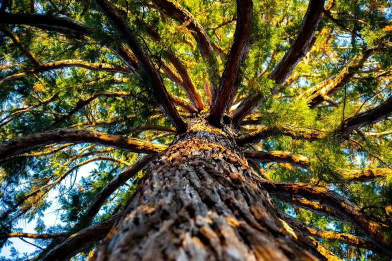 a very tall tree with lots of leaves