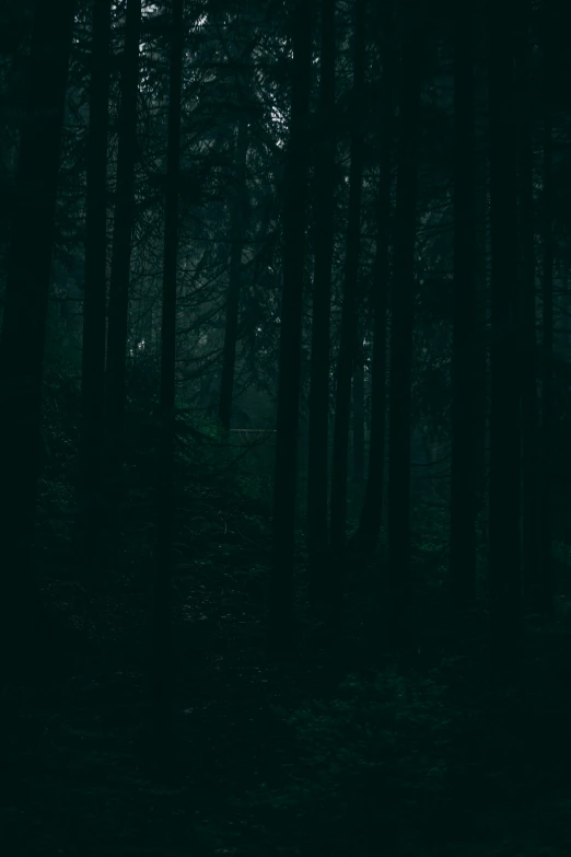 a group of sheep are walking through the dark forest