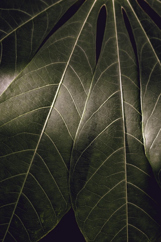 large green leaves on dark background