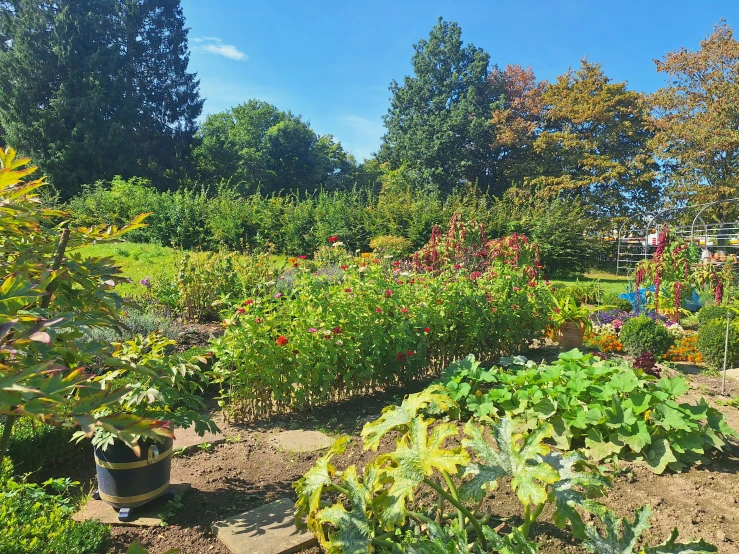 the garden is full of many types of colorful flowers