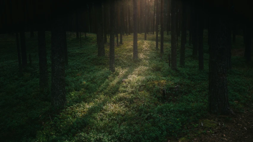 a dark pathway leads through the woods to a bright light at the end