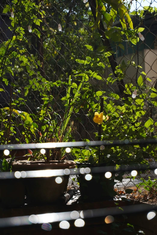 there are plants in the pots outside by the fence