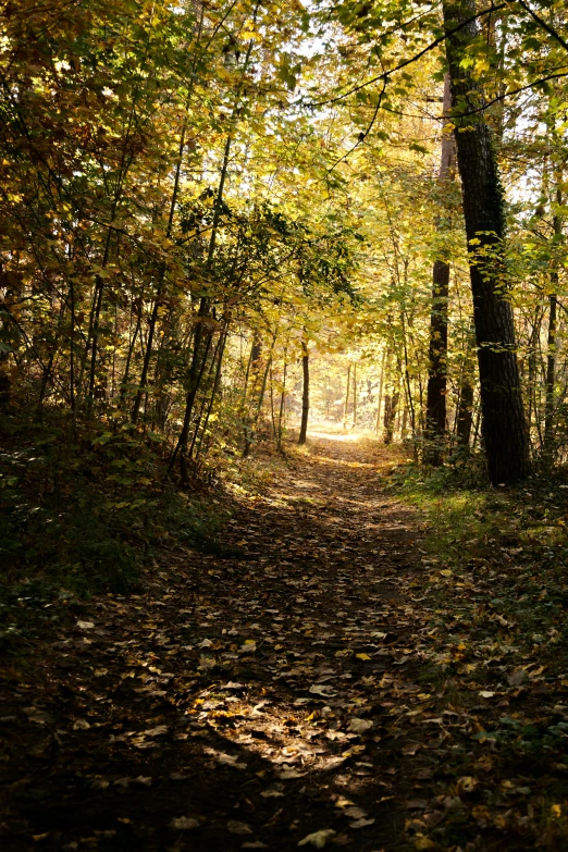 a sunlit path in the middle of the woods