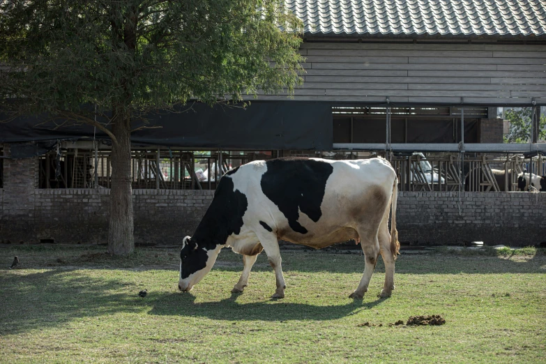 the black and white cow is eating grass in the yard