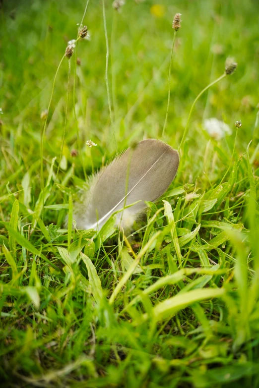 the single bird is laying on the lush green grass