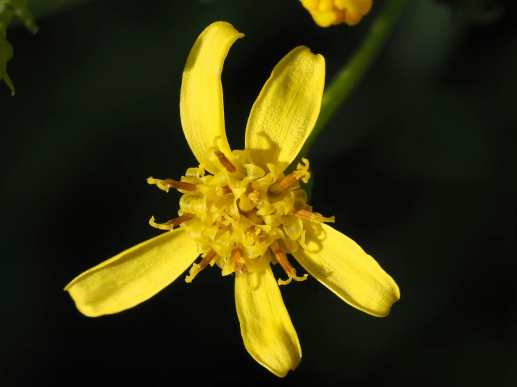 a yellow flower blossoming on a plant with a dark background