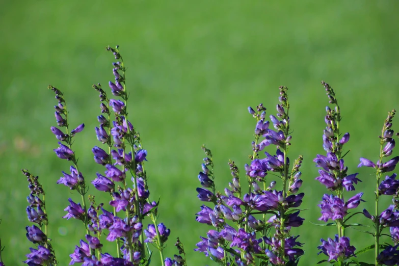 a couple of flowers that are by some grass