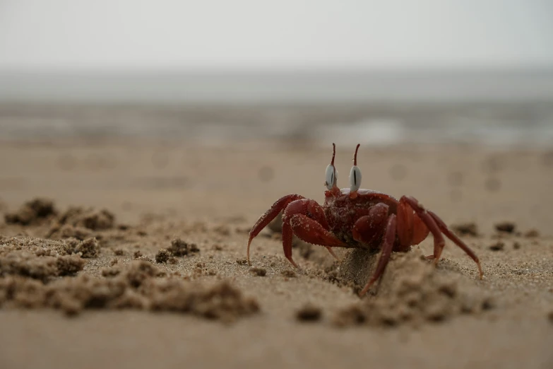 there is an octo crab sitting on a beach