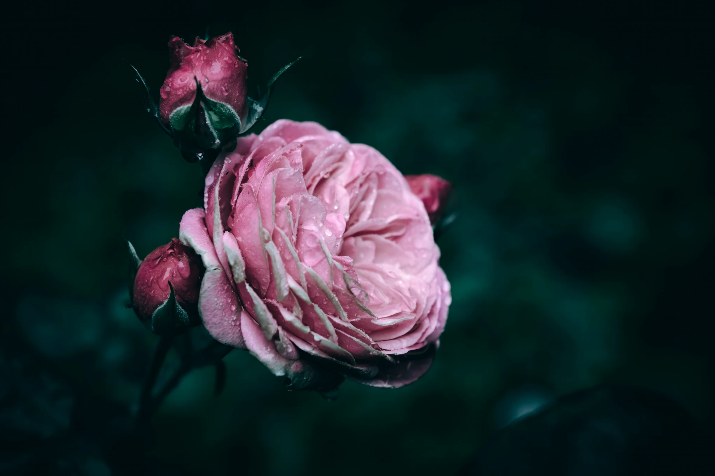 a close up of a pink flower blooming