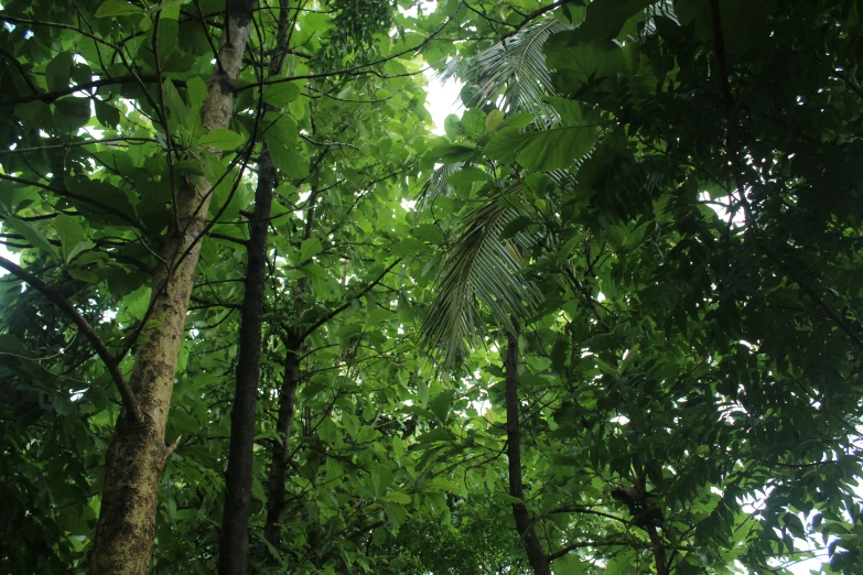 a green forest with many leaves and large, skinny trees