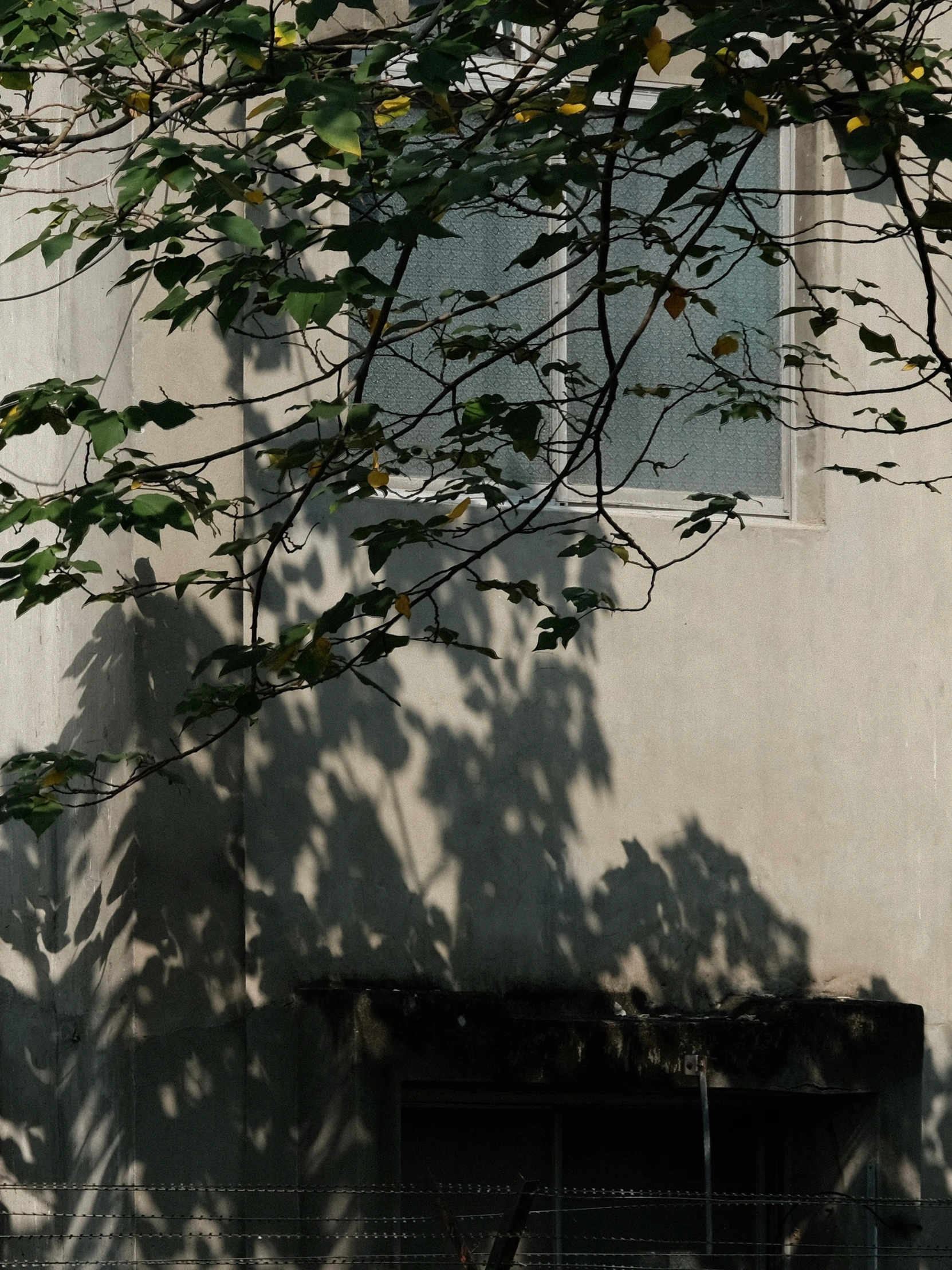 shadows cast on the side of a building of nches and leaves