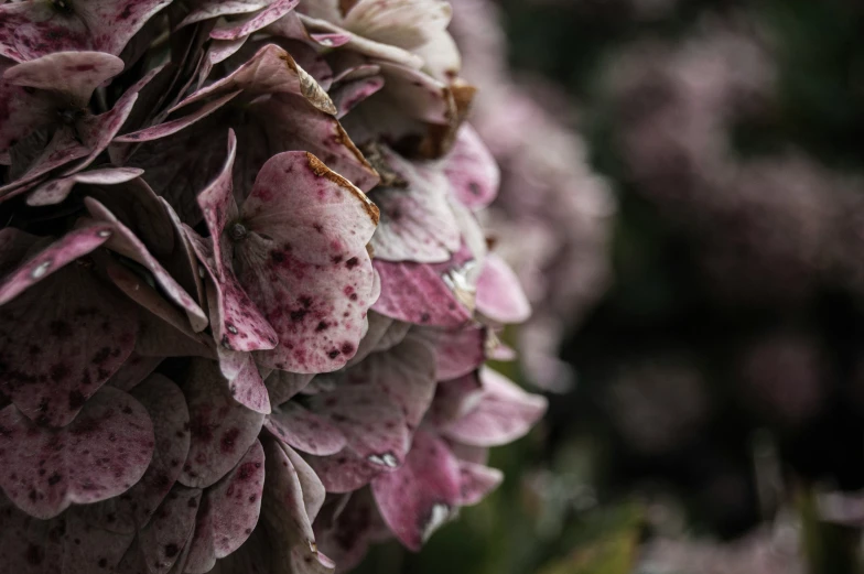 an image of flowers blooming and dying in the afternoon