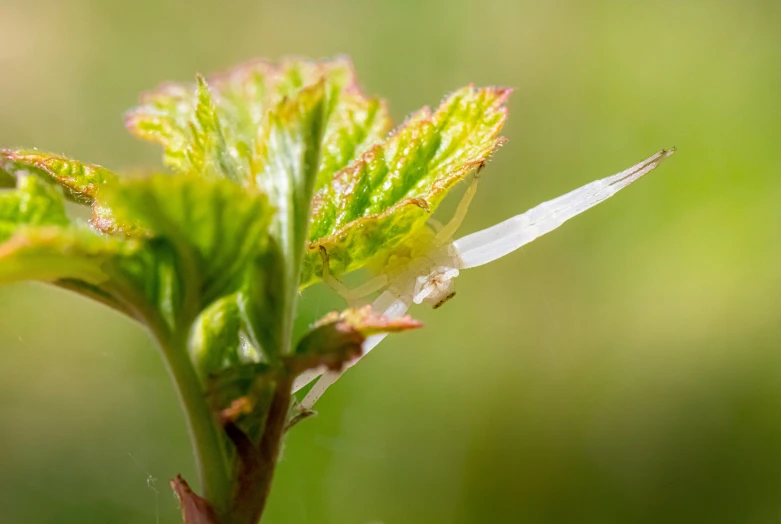 small, white bug on green plant in front of grass