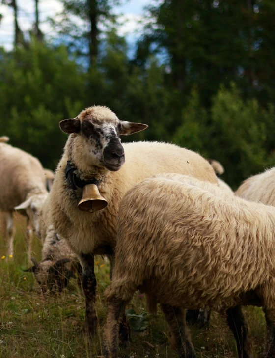 sheep with bell around their necks standing in the grass