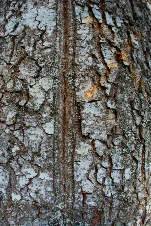tree bark with lines, closeup, horizontal view