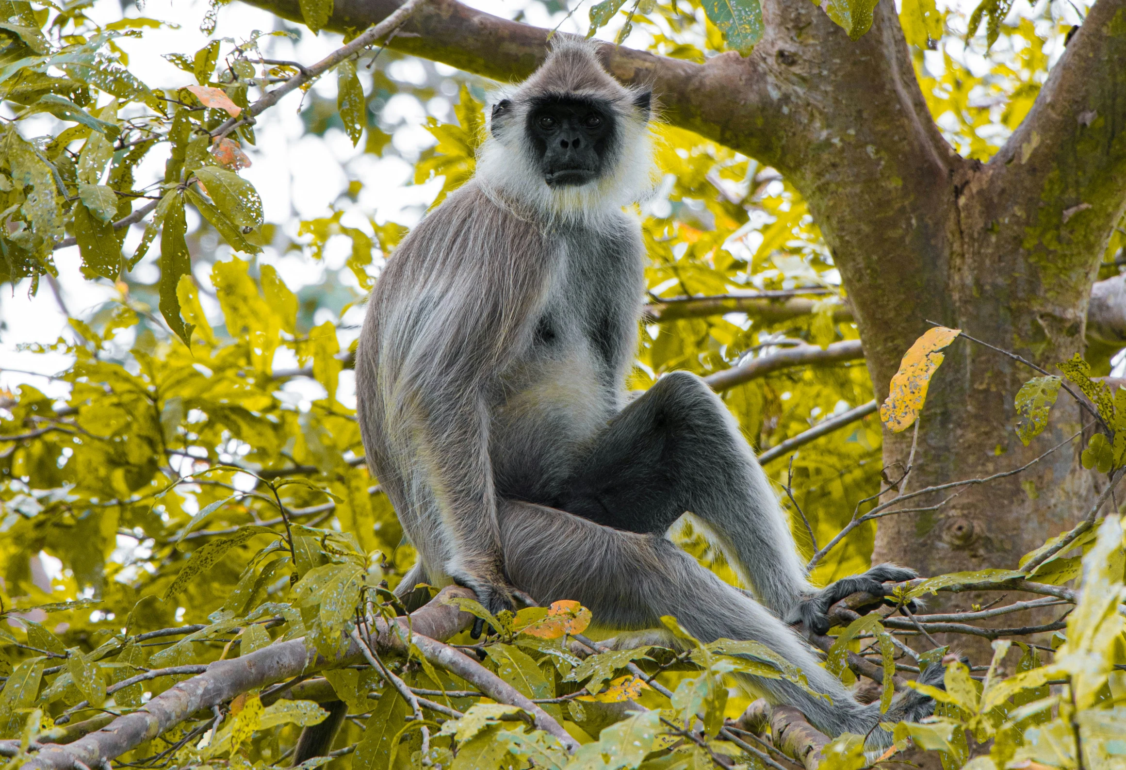 a monkey that is sitting on a tree limb