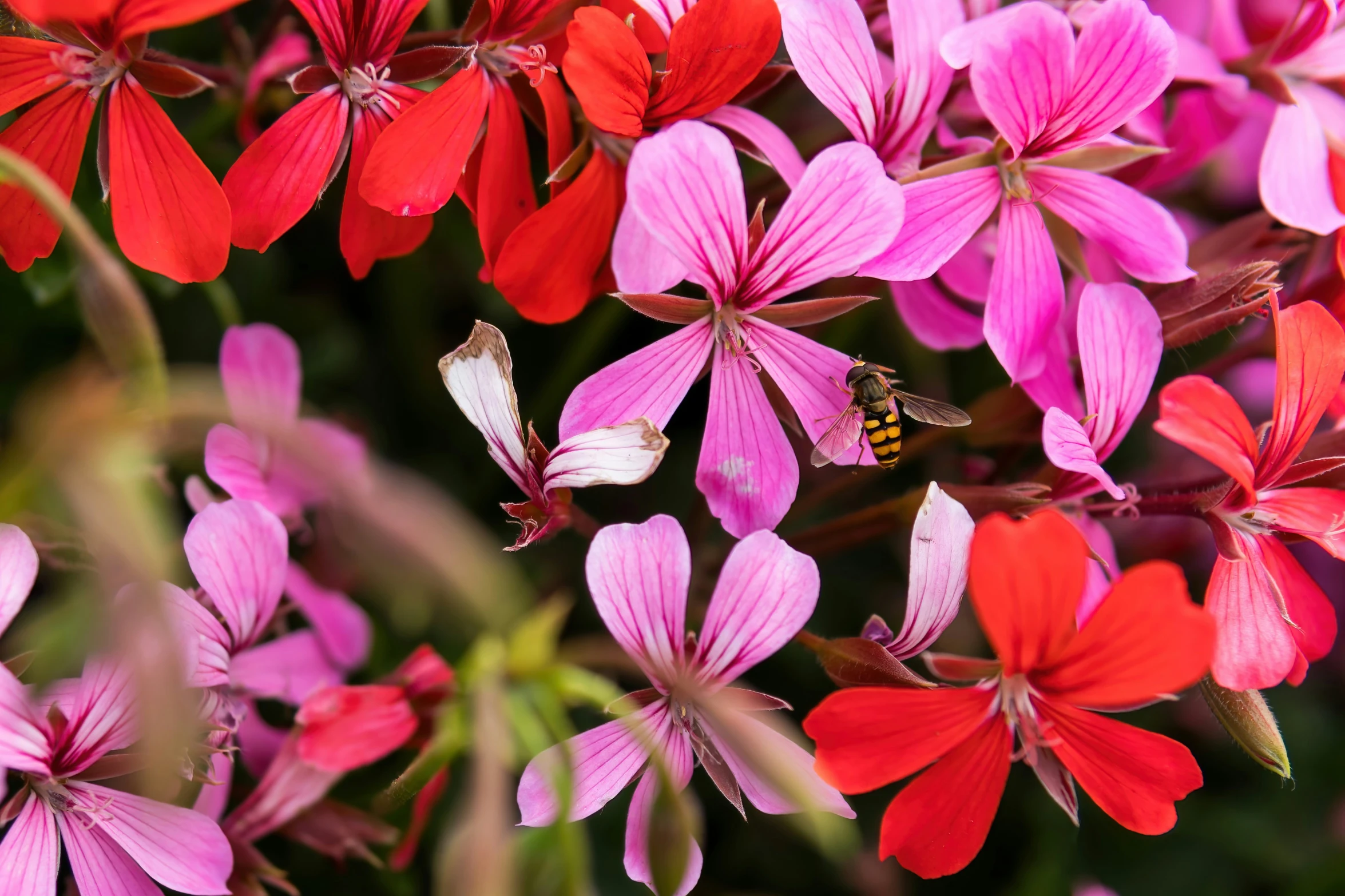 a group of red and pink flowers that are on some green plants