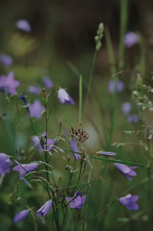 small purple flowers with leaves and long stem