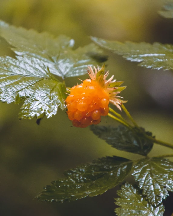 a flower budding on top of a green leaf