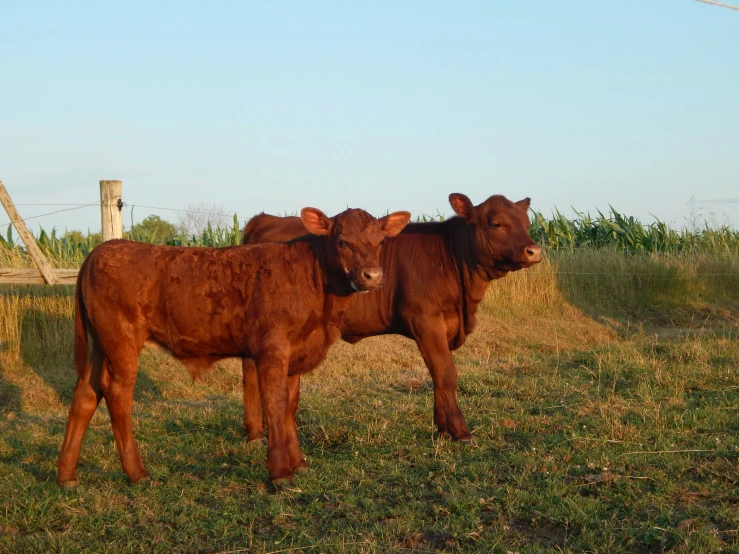 two cows are standing on the grass near some bushes