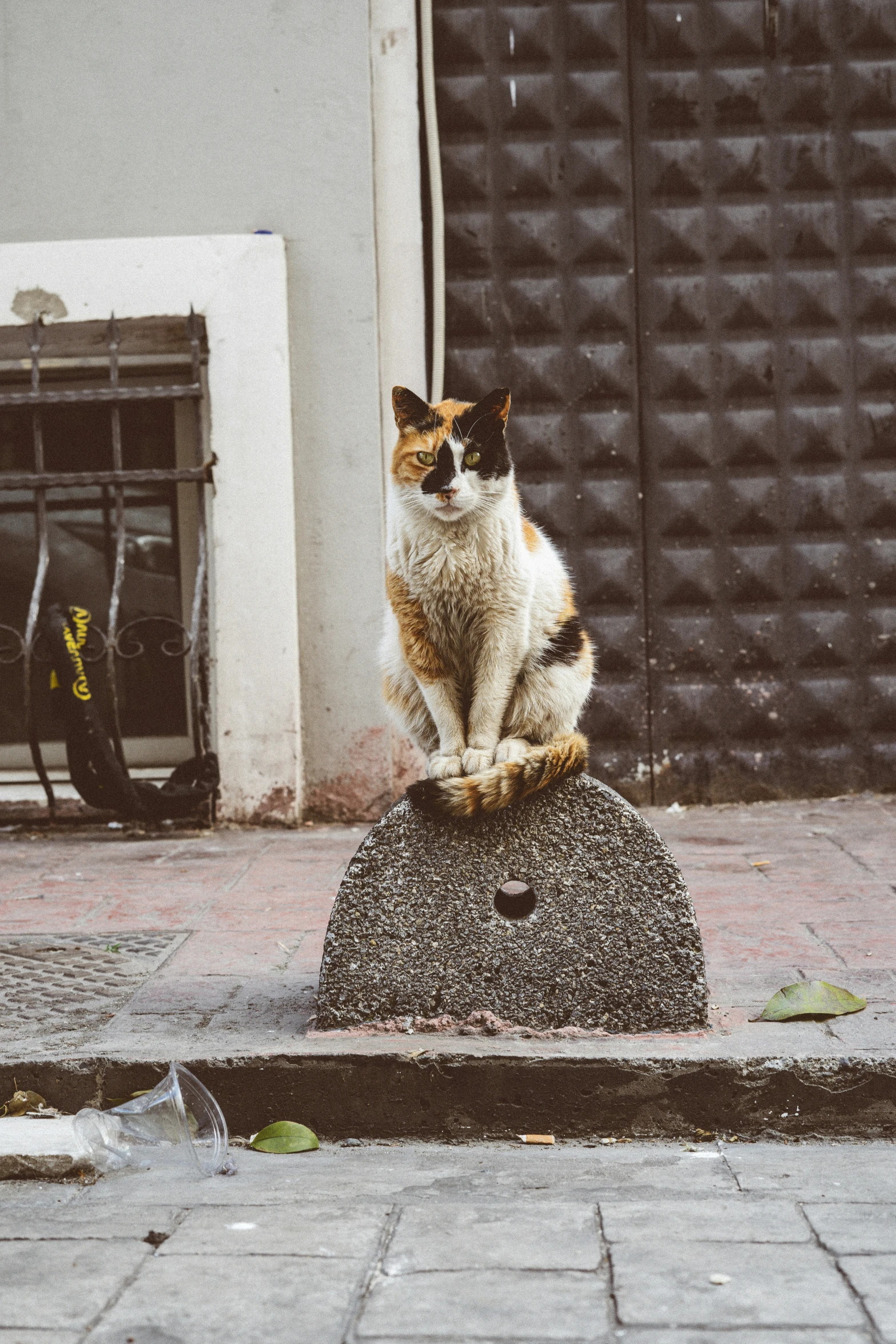 there is a cat on top of a rock on the sidewalk