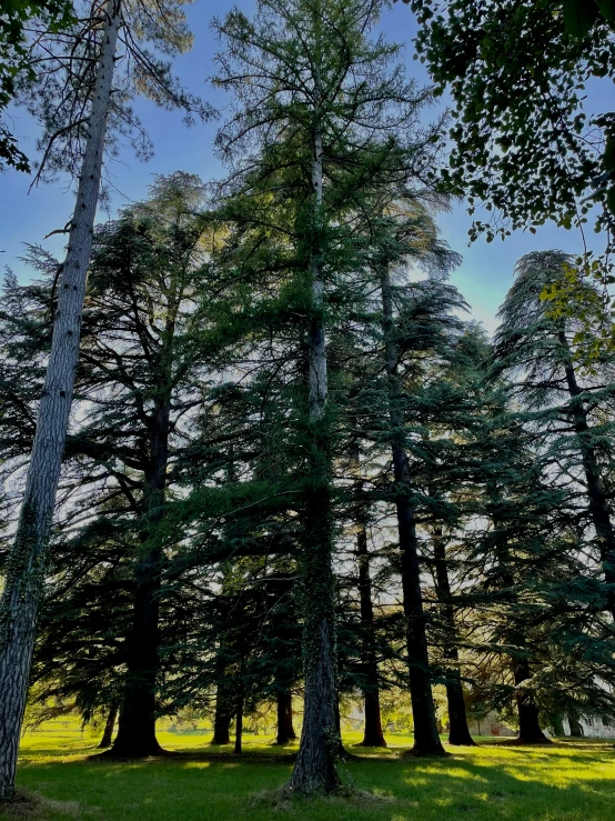 the sky is bright behind many pine trees