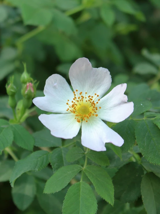 a white flower on green leaves in a bush