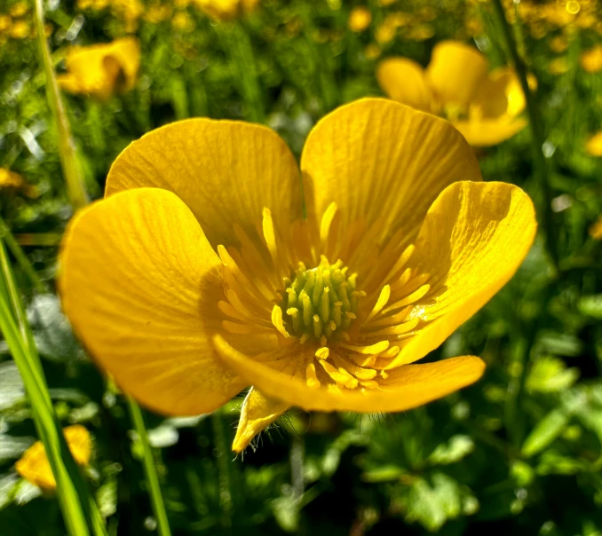 the bright yellow flower is blossoming in the garden