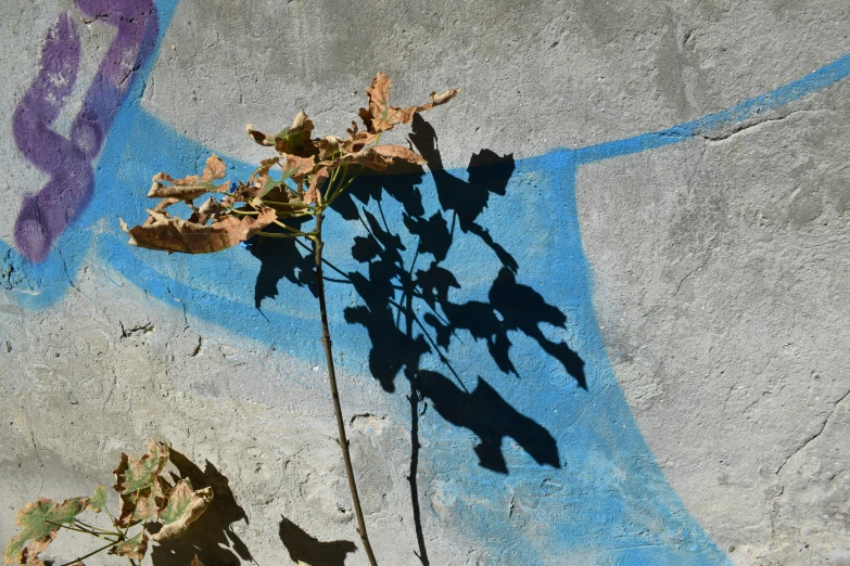 some leaves sitting on the side of the sidewalk