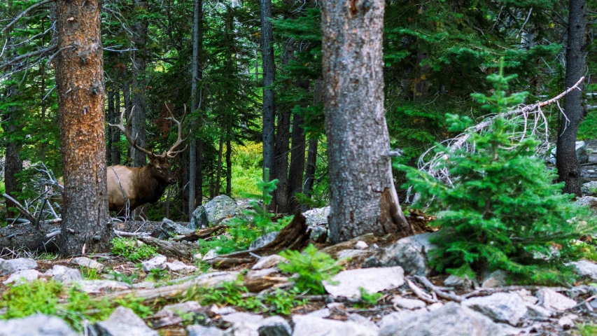 an elk stag is on the woods by itself