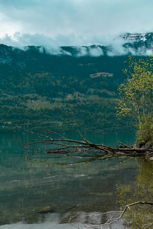 a bird sits on the shore as it looks out over the water