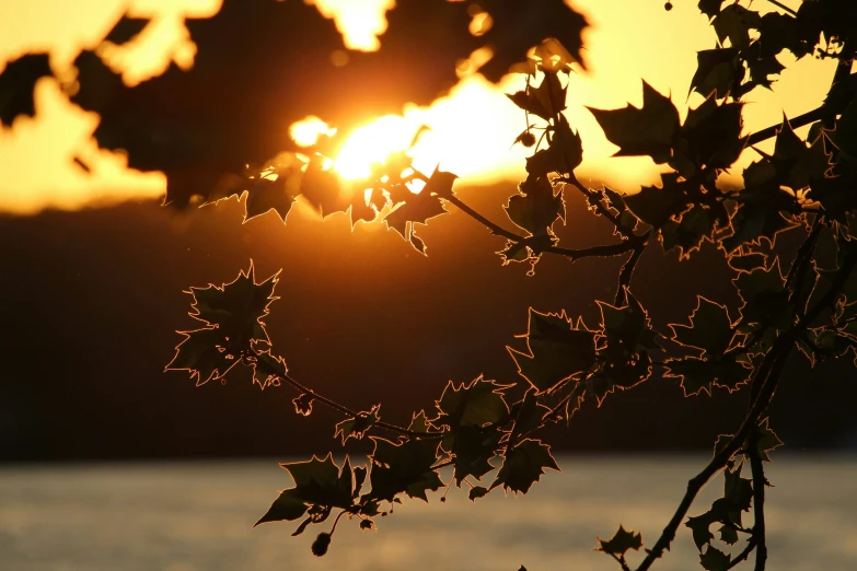 the sun is setting behind leaves in front of a body of water