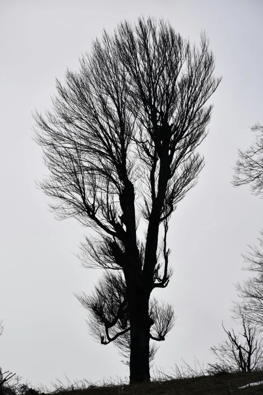 a barren tree stands at the top of a hill