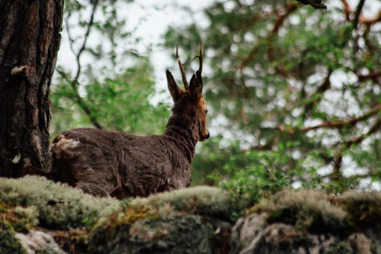 an animal is standing next to a tree