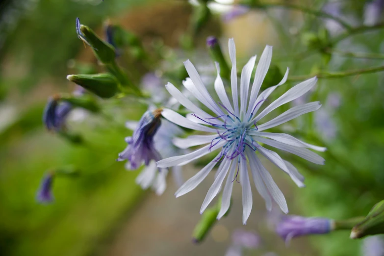 close up of a white flower with blue tips on it