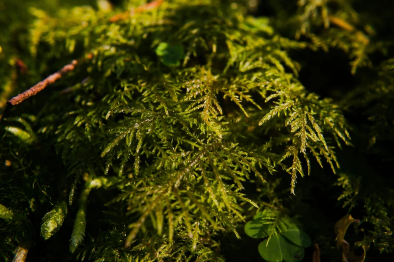 close up view of mossy green moss on the side of a road