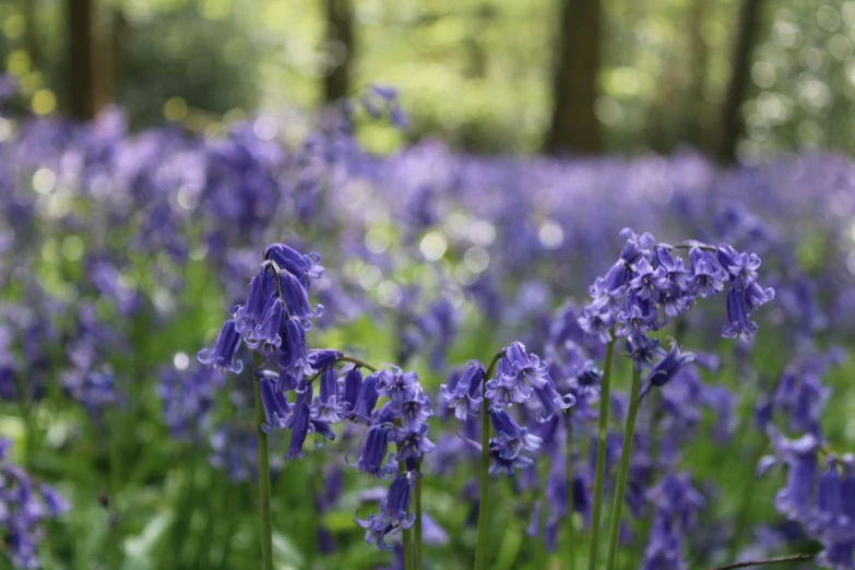 blue flowers are growing in the grass near some trees