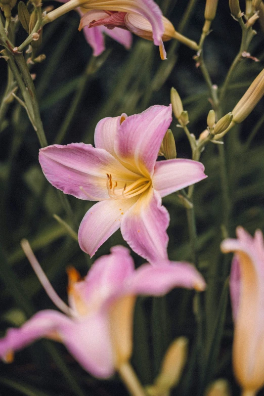 there are flowers blooming very close to each other