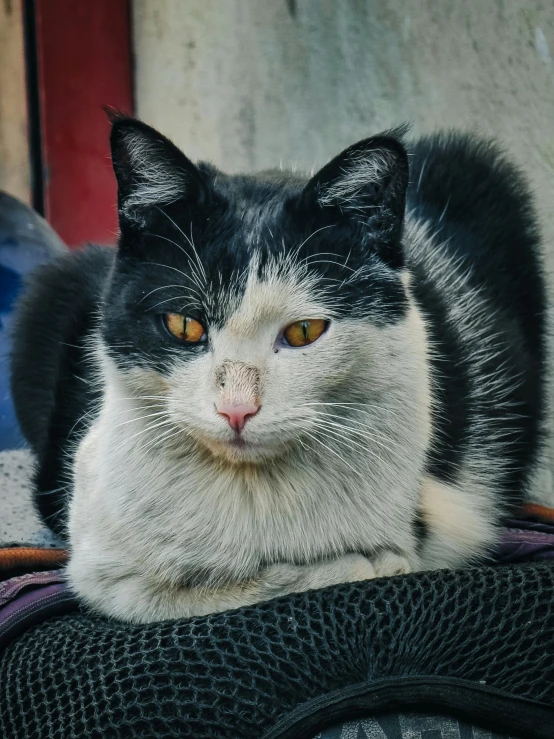 a cat sitting on top of a small backpack