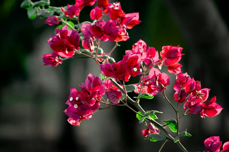 a bright pink flower with lots of green leaves