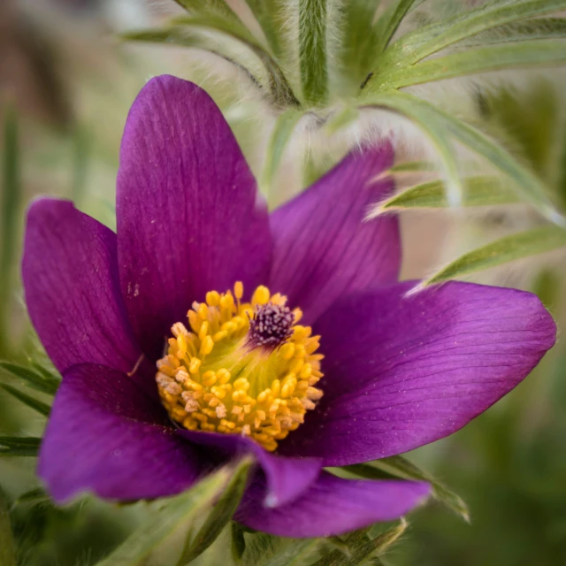 the flower has many yellow stamens and is purple