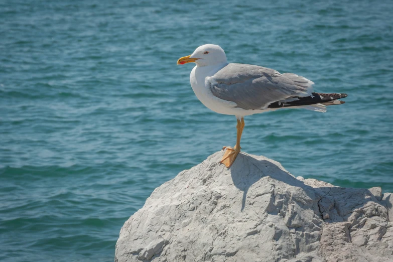 a seagull sitting on a rock beside the ocean