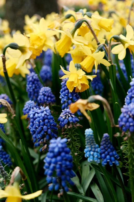 yellow and blue flowers are growing in the ground