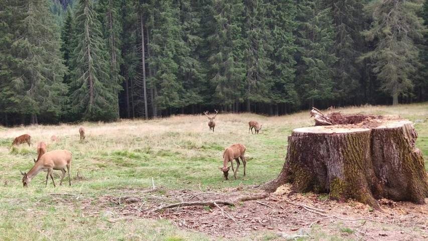 some animals that are in the grass together