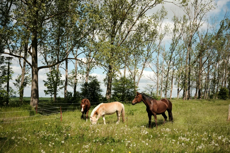 two horses graze in the pasture next to trees