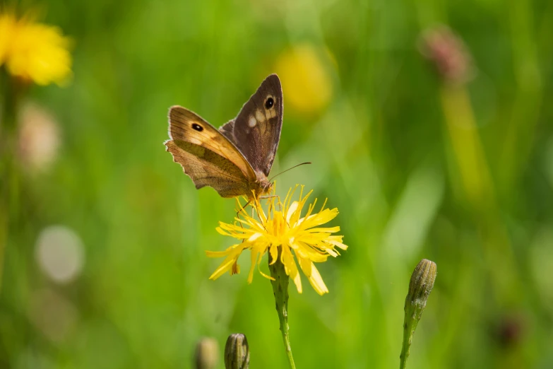 a erfly is standing on a dandelion in the grass