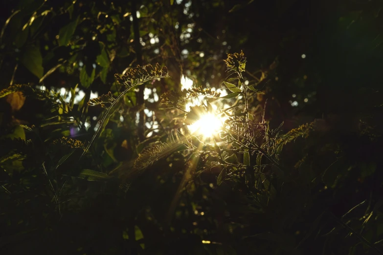 the sun shining through the tree nches