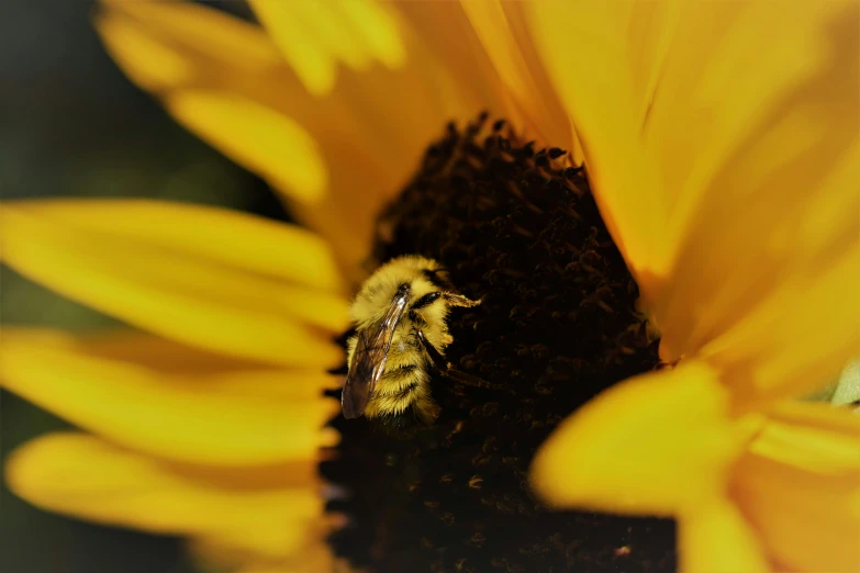 the bee is resting in front of the big sunflower