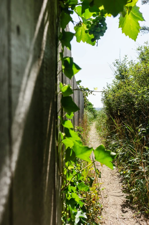 a path winds through tall, leafy bushes