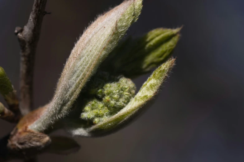 small green buds growing from a tree nch